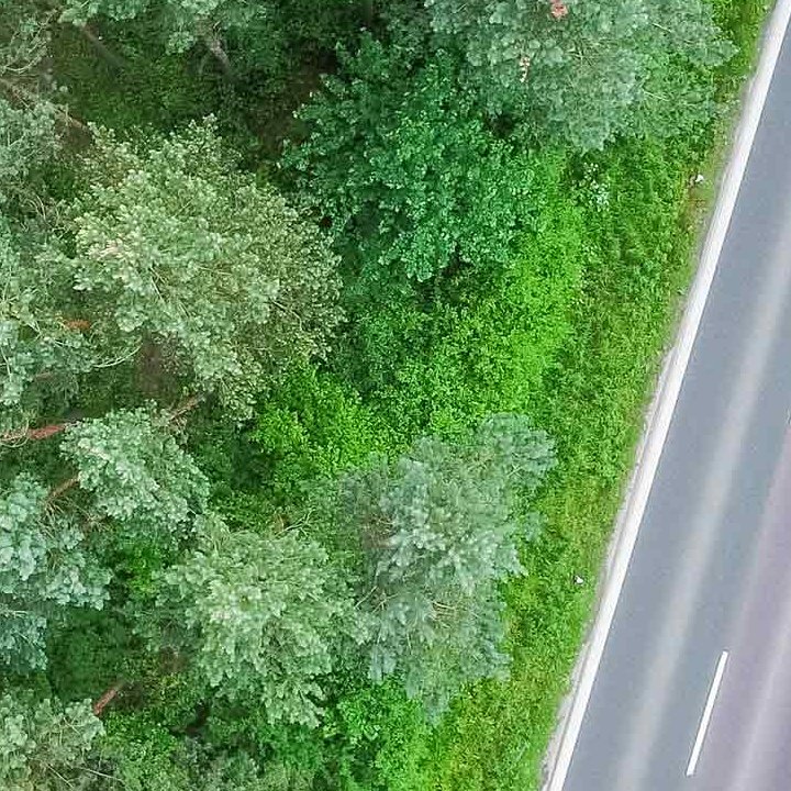 picjumbo Straße Wald